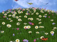 3D Camomile Field Screensaver 1.0 screenshot. Click to enlarge!