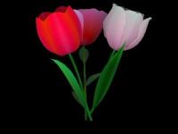 3D Flowers Screensaver 5.0 screenshot. Click to enlarge!