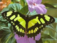 7art Butterfly Paradise ScreenSaver 1.2 screenshot. Click to enlarge!
