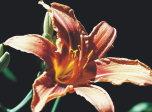 7art Flowers Pro ScreenSaver 1.0 screenshot. Click to enlarge!