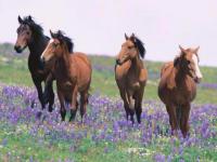 7art Graceful Horses ScreenSaver 1.5 screenshot. Click to enlarge!
