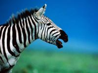 7art Stripy Zebras ScreenSaver 1.2 screenshot. Click to enlarge!