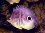 7art Tropical Fish ScreenSaver 1.0 screenshot. Click to enlarge!