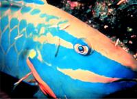 A Tropical Fish & Coral Reef Collection 2.0 screenshot. Click to enlarge!