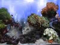 AR :: Amazing 3D Aquarium ADD-on :: Coral Landscape-1 1.00 screenshot. Click to enlarge!