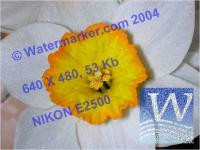 AiS Watermarker ActiveX 3.6.0.136 screenshot. Click to enlarge!