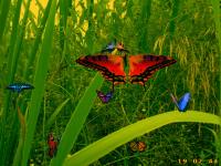 Amazing Butterflies screensaver 1.1 screenshot. Click to enlarge!