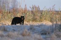 American Black Bear Screensaver 1.0 screenshot. Click to enlarge!