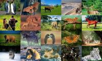 Animals Photo Screensaver Volume 1 1.0 screenshot. Click to enlarge!