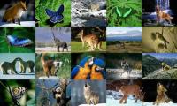 Animals Photo Screensaver Volume 2 1.0 screenshot. Click to enlarge!