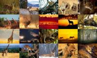 Animals Photo Screensaver Volume 4 1.0 screenshot. Click to enlarge!