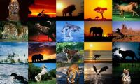 Animals Photo Screensaver Volume 5 1.0 screenshot. Click to enlarge!