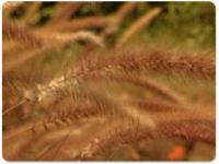 Animated Happy Thanksgiving Wallpaper 2.0 screenshot. Click to enlarge!