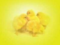 Animated Message Of Easter Screensaver 1.0 screenshot. Click to enlarge!