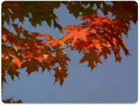 Animated Thanksgiving Hues Wallpaper 2.0 screenshot. Click to enlarge!
