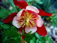 Aquilegia Flowers Part 1 Screensaver 1.0 screenshot. Click to enlarge!