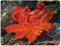 Autumn Leaf Thanksgiving Wallpaper 2.0 screenshot. Click to enlarge!
