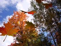 Autumnleaves3D Screensaver 1.0 screenshot. Click to enlarge!