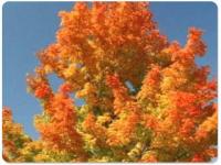 Beautiful Fall Thanksgiving Screensaver 2.0 screenshot. Click to enlarge!