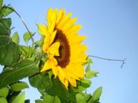 Beautiful Sunflowers Screensaver 1 screenshot. Click to enlarge!