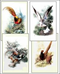 Bird Drawings 2 Screensaver 1.0 screenshot. Click to enlarge!
