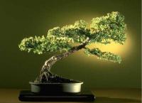 Bonsai Gallery Screensaver Collection 2.0 screenshot. Click to enlarge!