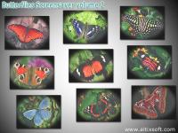 Butterflies Screensaver volume 2 1.2 screenshot. Click to enlarge!