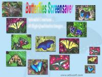 Butterflies Screensaver 1.3 screenshot. Click to enlarge!