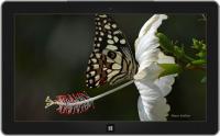 Butterflies of Nagpur Theme screenshot. Click to enlarge!