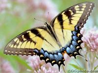 Butterflies of North America Screen Saver and Wallpaper 3.3 screenshot. Click to enlarge!