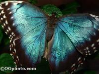 Butterflies of the World Screen Saver and Wallpaper 3.3 screenshot. Click to enlarge!