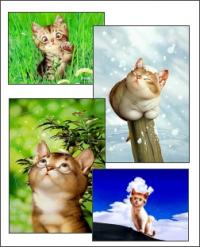 Cartoon Cats Screensaver 1 1.0 screenshot. Click to enlarge!