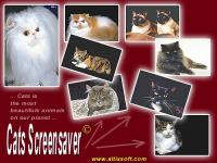 Cats Screensaver 1.2 screenshot. Click to enlarge!