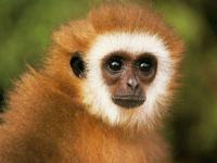 Cheerful Monkeys ScreenSaver 2.0 screenshot. Click to enlarge!