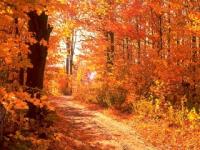 Colors of Autumn DesktopFun Screens... 3.0 screenshot. Click to enlarge!