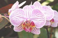 Conservatory of Flowers Orchid Screensaver 1.0 screenshot. Click to enlarge!