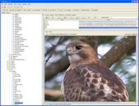 DB Solo 5.2 screenshot. Click to enlarge!