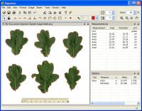 Digimizer 4.6.1 screenshot. Click to enlarge!