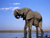 Elephants Free Screensaver 2.0 screenshot. Click to enlarge!