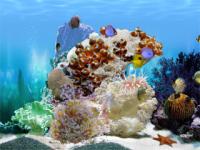 FP :: Amazing 3D Aquarium ADD-on :: Chaetodont II - Fish Pack 1.00 screenshot. Click to enlarge!