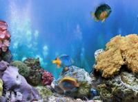FP :: Amazing 3D Aquarium ADD-on :: Chrysiptera - Fish Pack 1.00 screenshot. Click to enlarge!