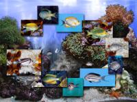 FP :: Amazing 3D Aquarium ADD-on :: Genicanthus Fish Pack 1.00 screenshot. Click to enlarge!