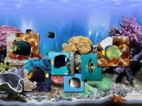 FP :: Amazing 3D Aquarium Free ADD-on :: Chaetodontoplus Fish Pack 1.00 screenshot. Click to enlarge!