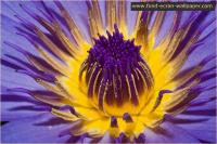 Flower Wallpaper 1024 1.1 screenshot. Click to enlarge!