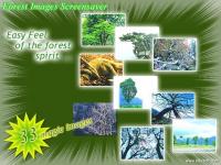 Forest Images Screensaver 1.0 screenshot. Click to enlarge!