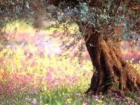 Free Blooming Spring Screensaver 1.0 screenshot. Click to enlarge!