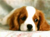 Free Cute Dog Screensaver 1.0 screenshot. Click to enlarge!