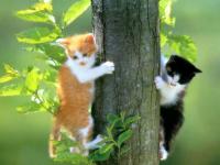 Free Fluffy Cat Screensaver 1.0 screenshot. Click to enlarge!