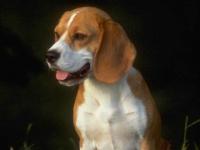 Free Friendly Dog Screensaver 1.0 screenshot. Click to enlarge!