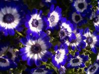 Free Gorgeous Flowers Screensaver 1.0 screenshot. Click to enlarge!